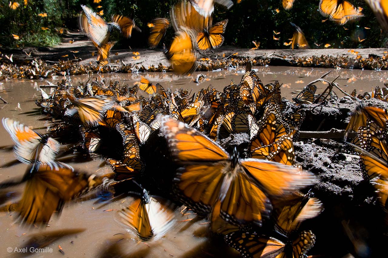 A miracle of monarchs