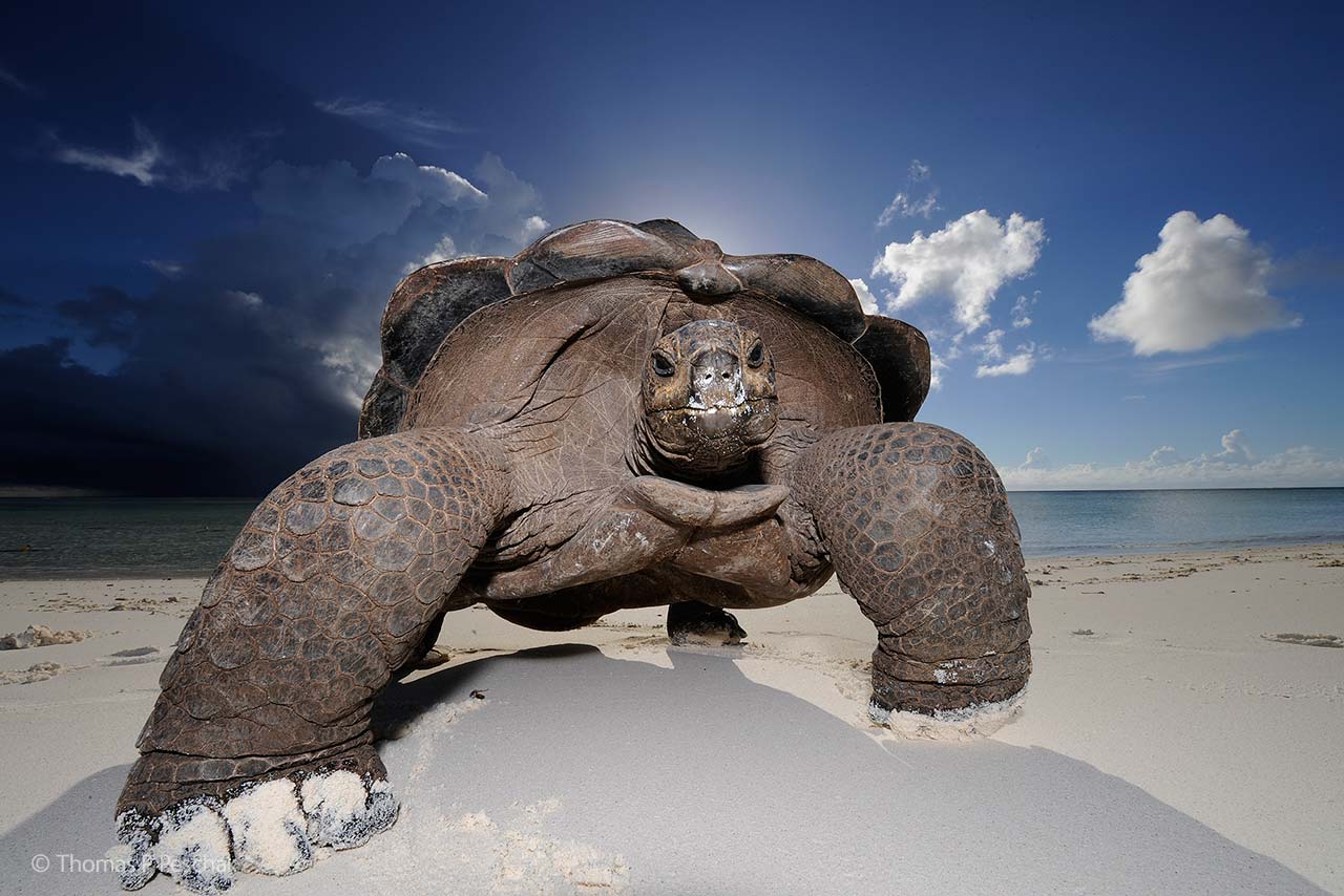 Giant beachcomber