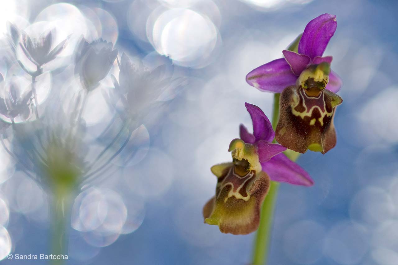 Orchid in a flush of garlic