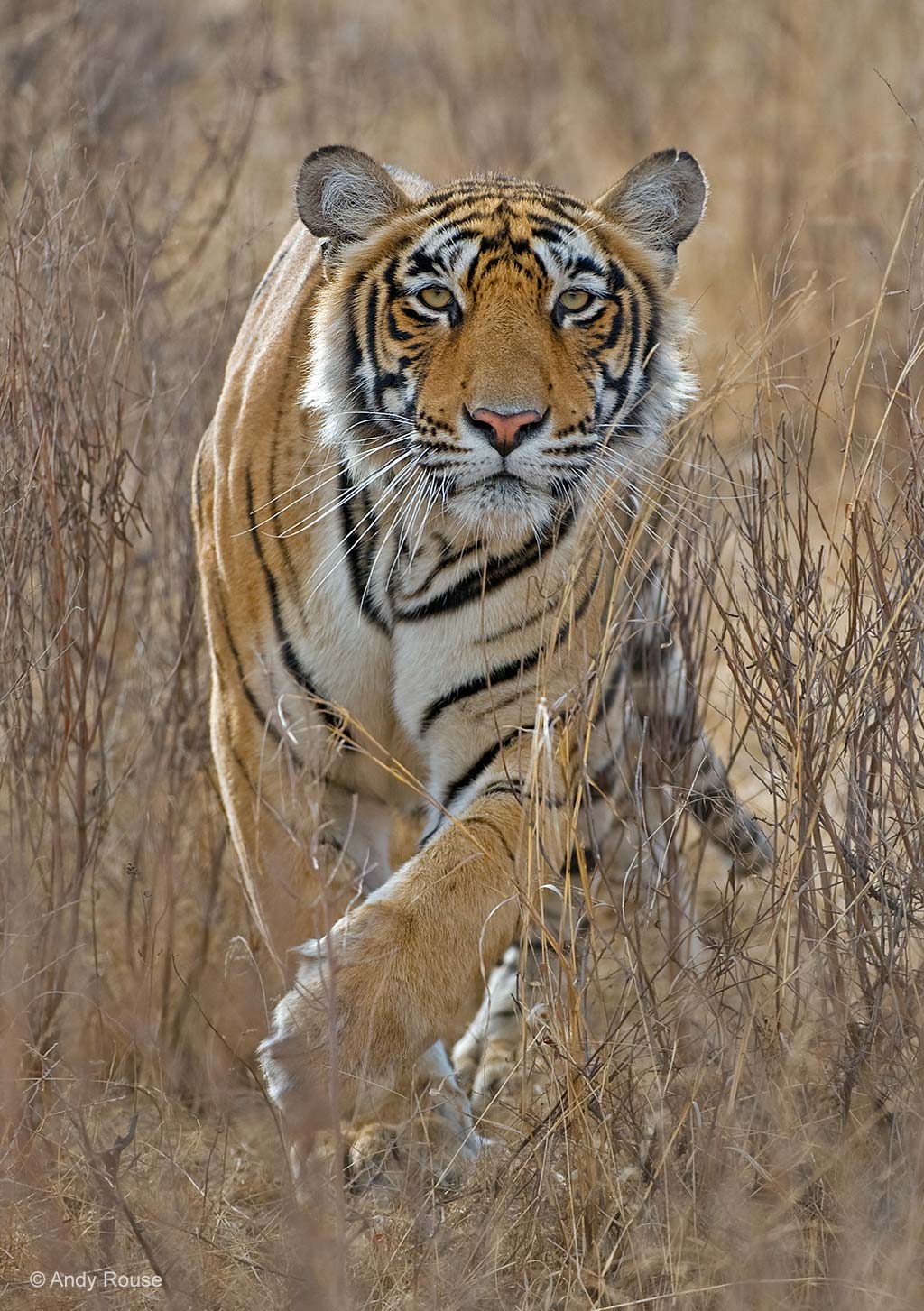 Tiger stalking