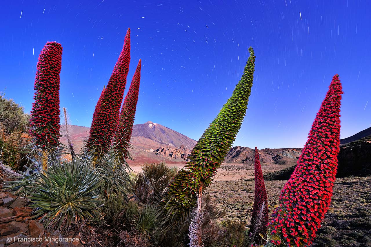 Flowers of the volcano