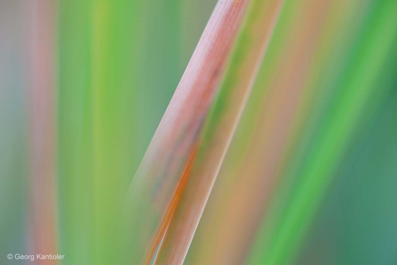 Grass strokes