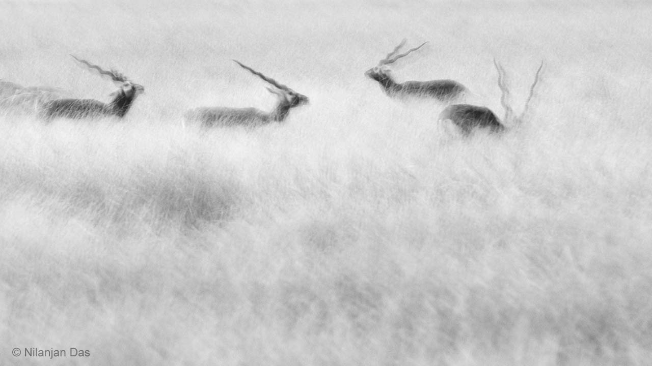 Emerging blackbuck