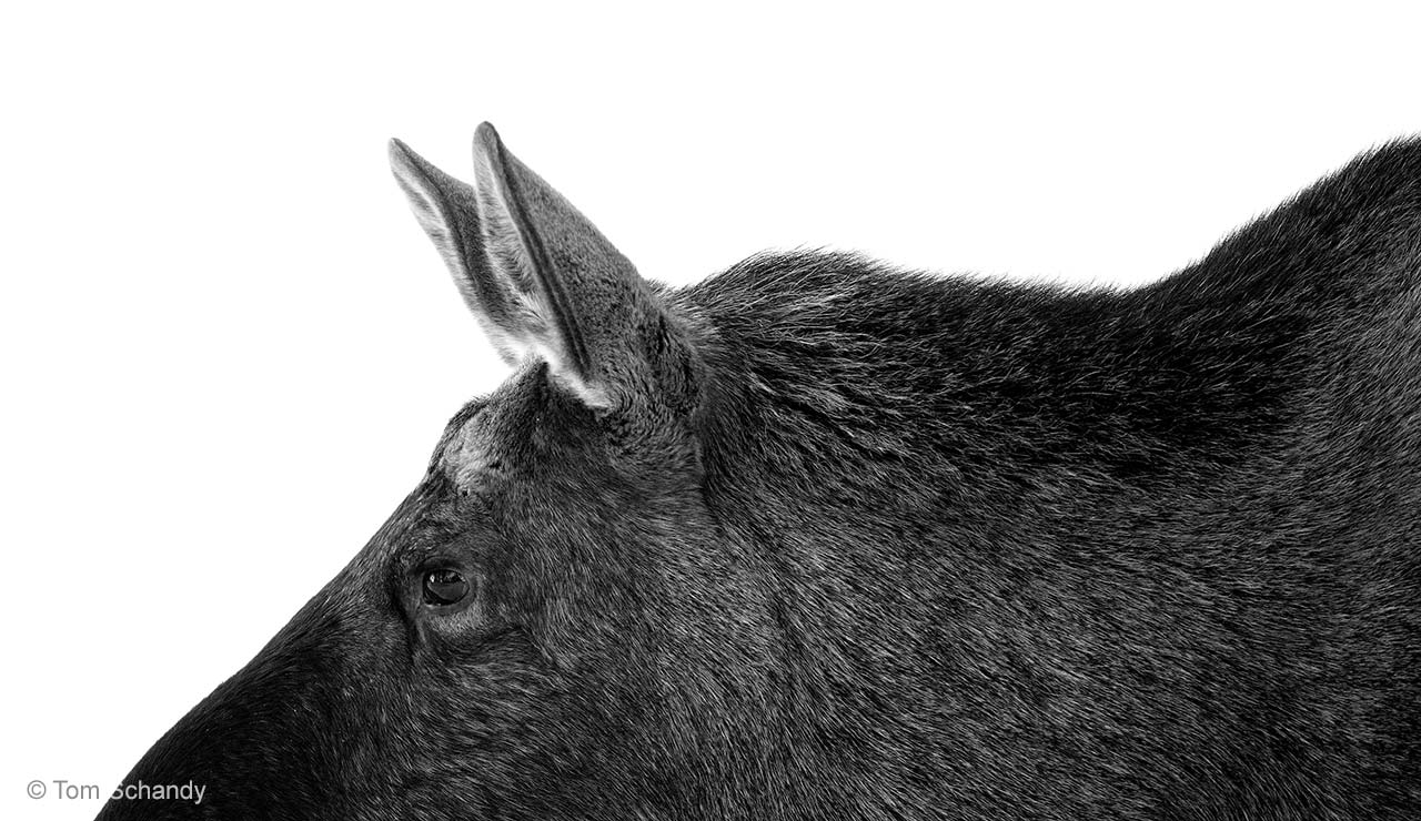 Texture of an elk