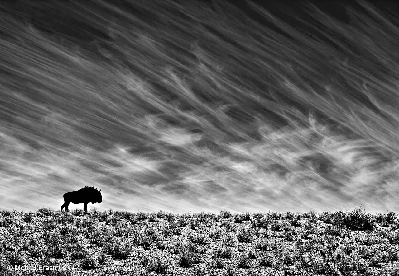 Desert survivor