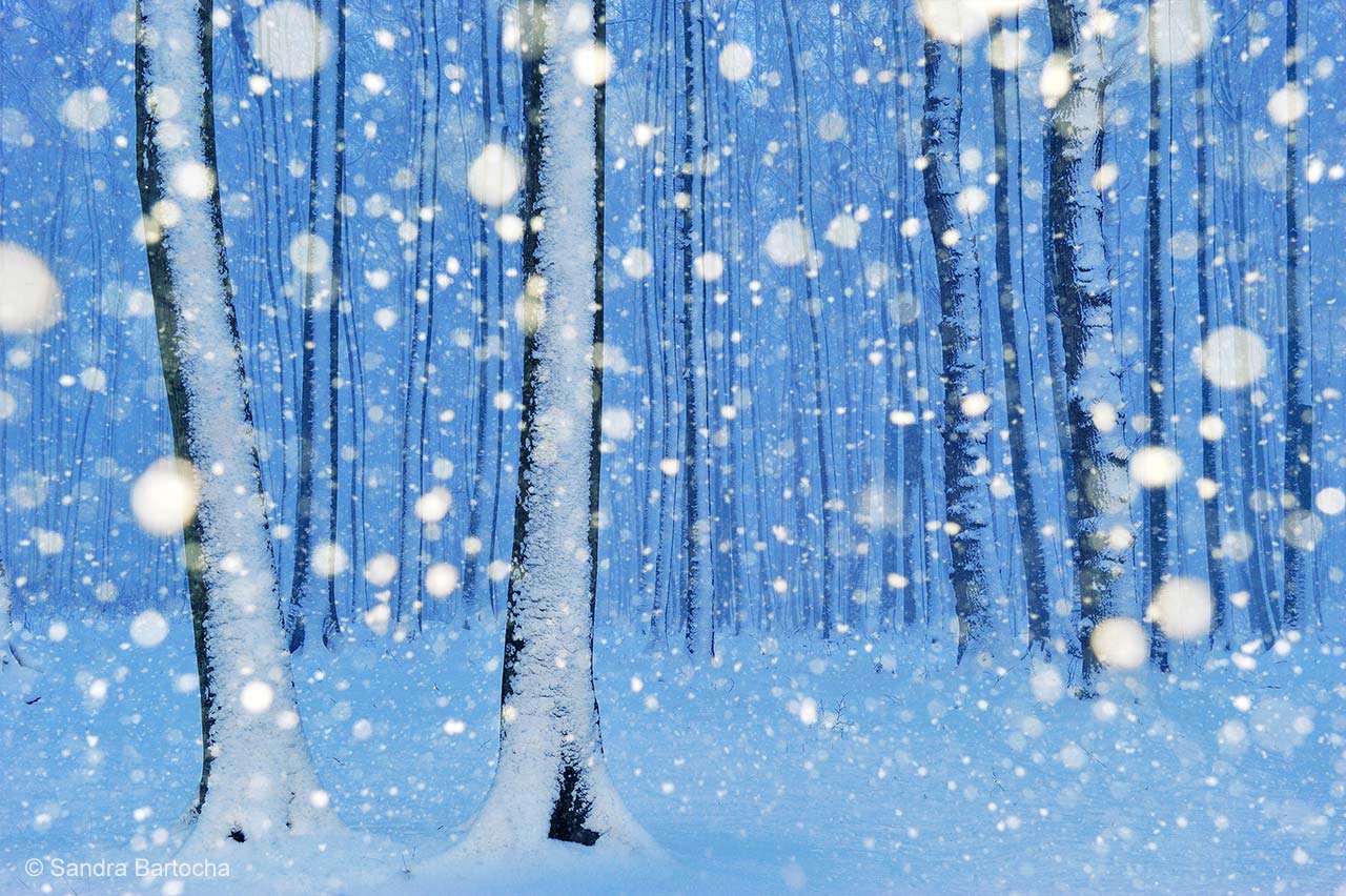 The magical forest