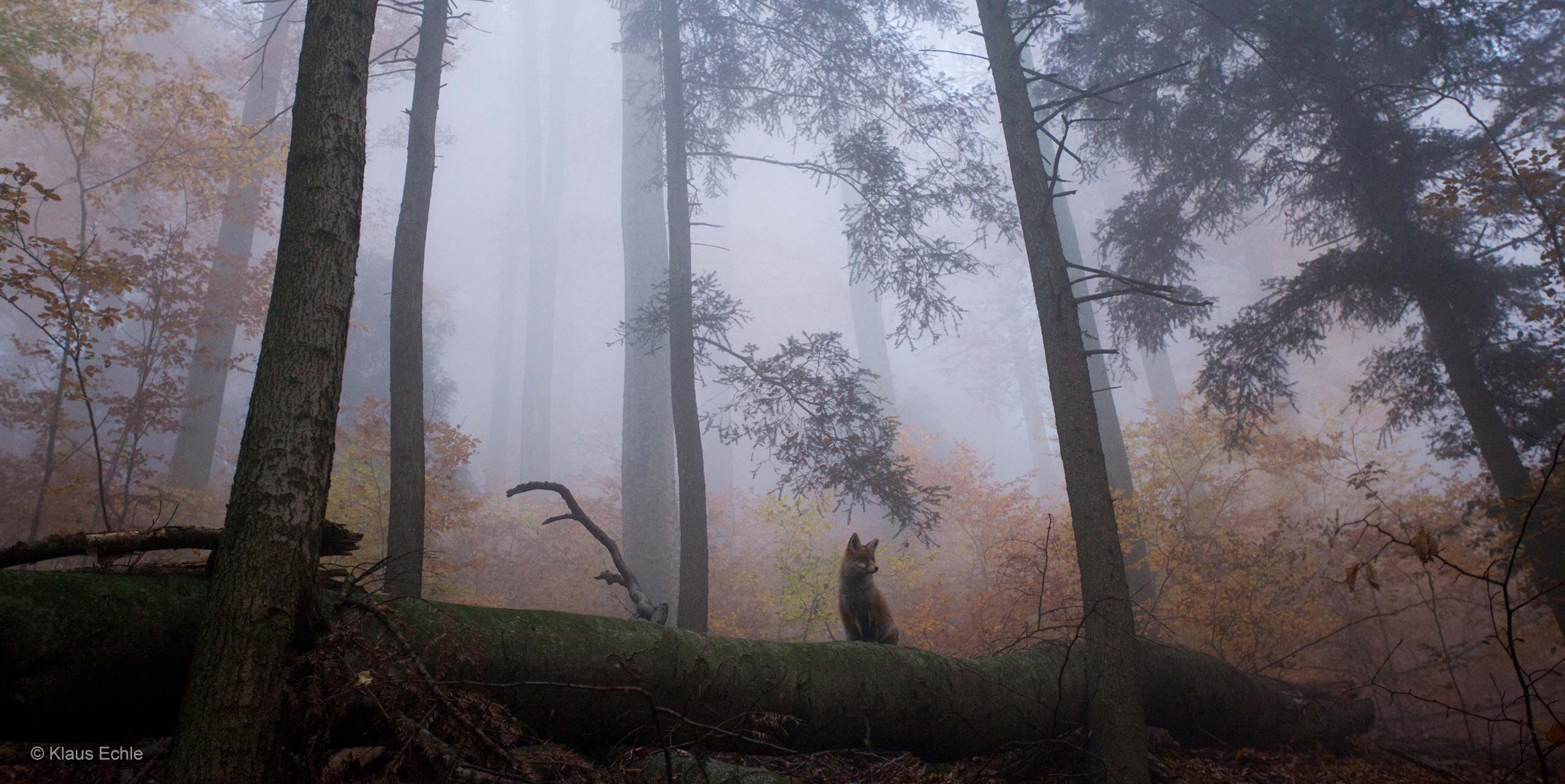 the fox in the forest rules the fox in the forest rules