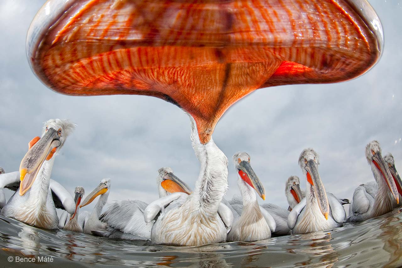 Pelican perspective