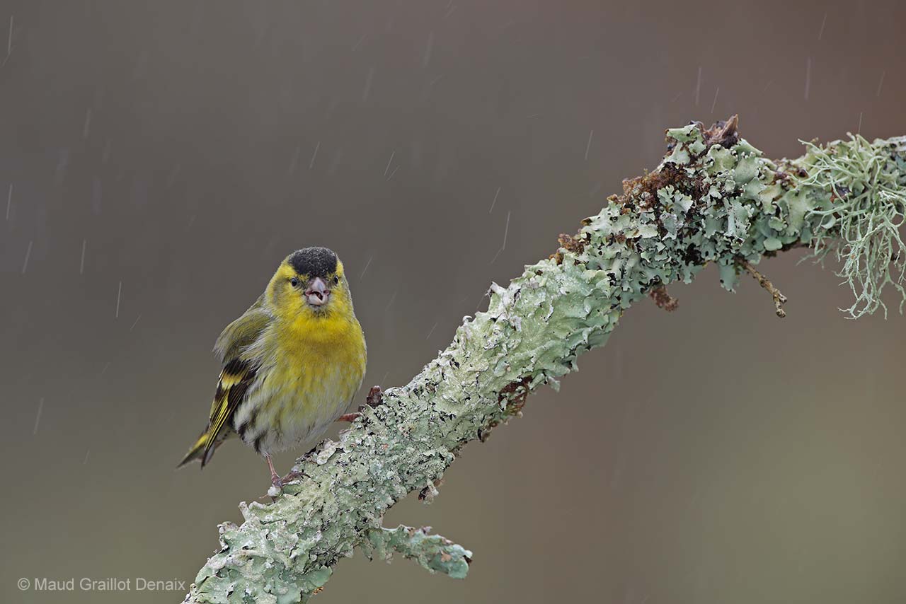 Singing in the rain