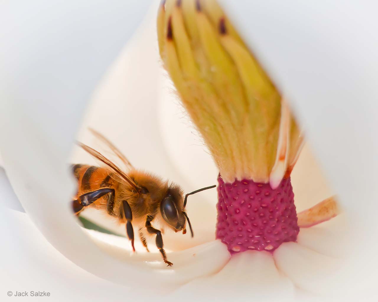 Lure of the bee