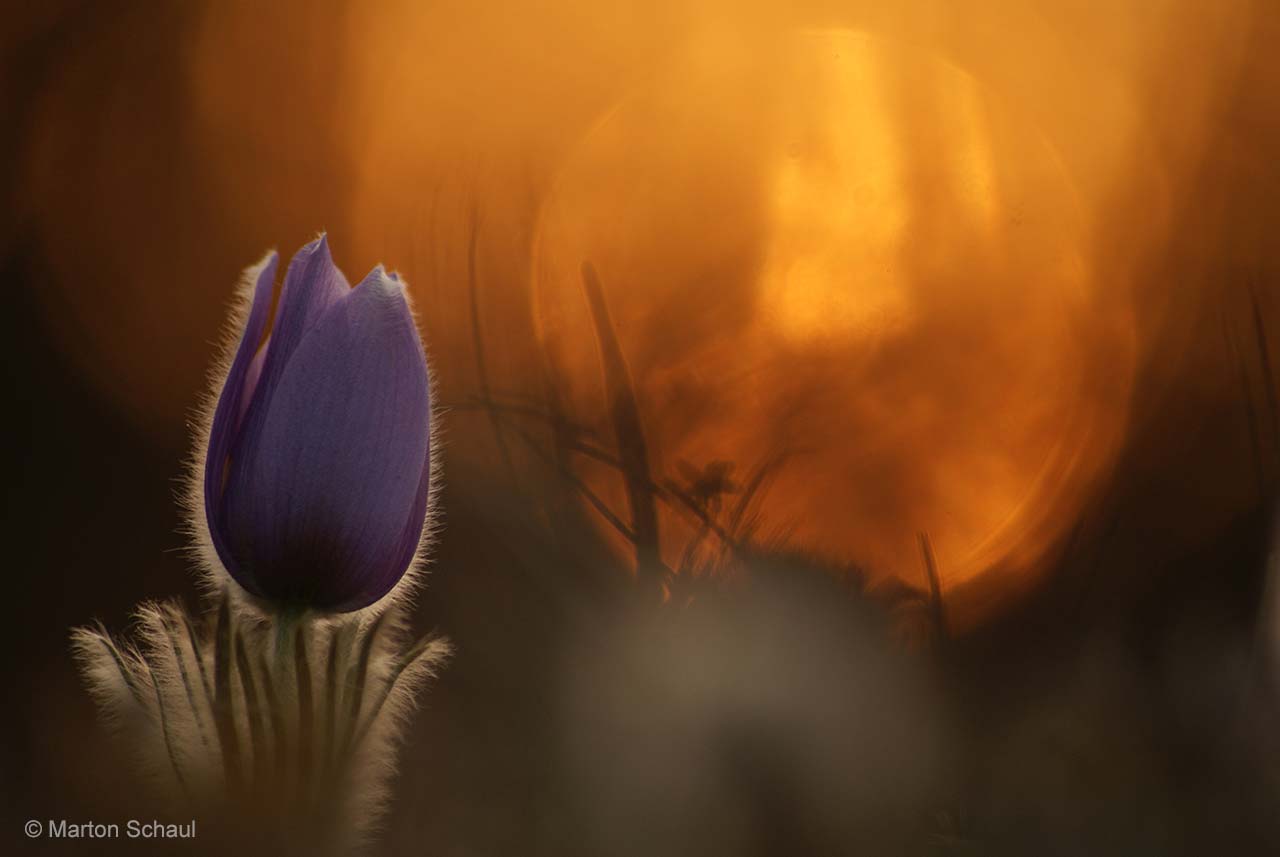Pasque flower at sunset