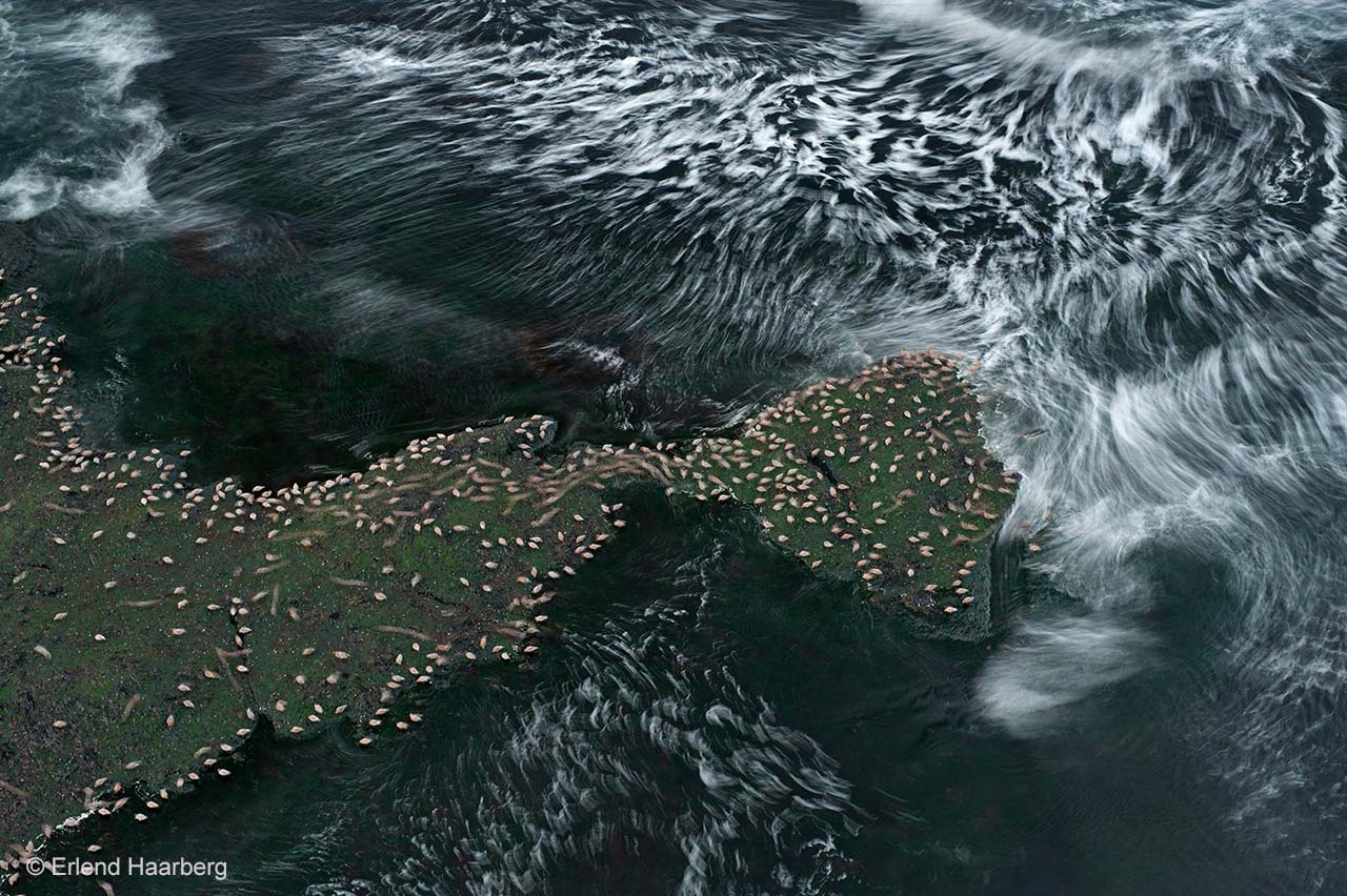 A wave of waders