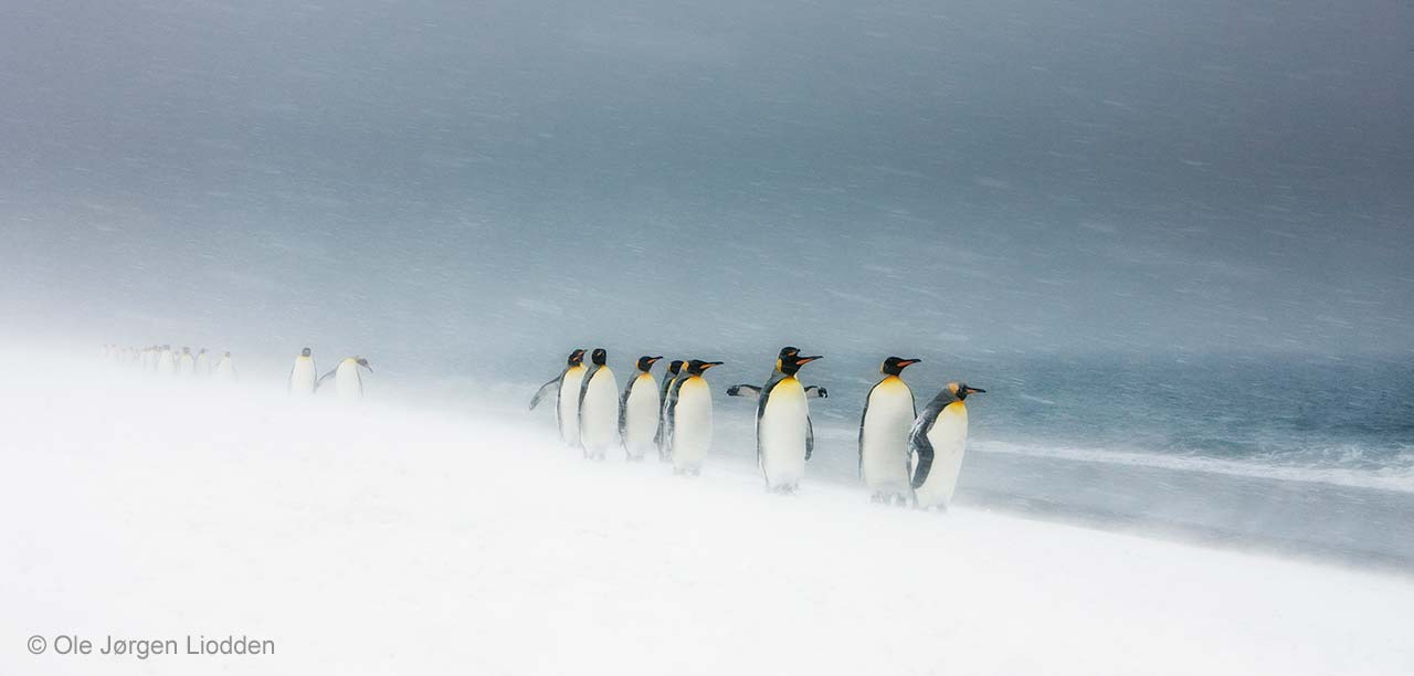 Snow kings