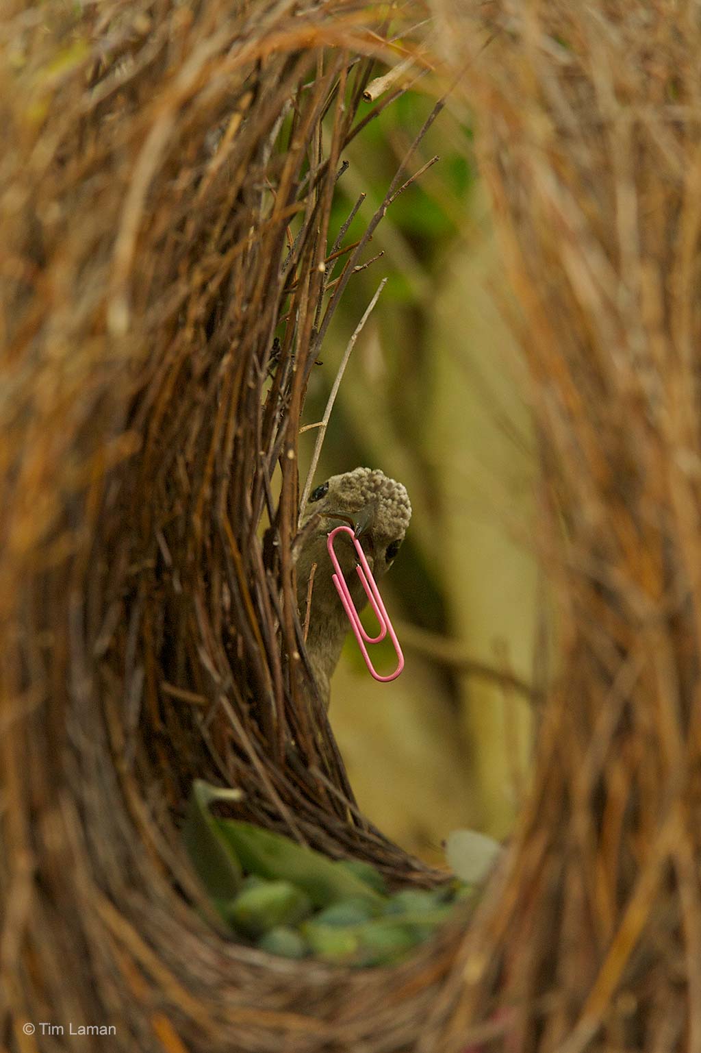 The paper-clip suitor