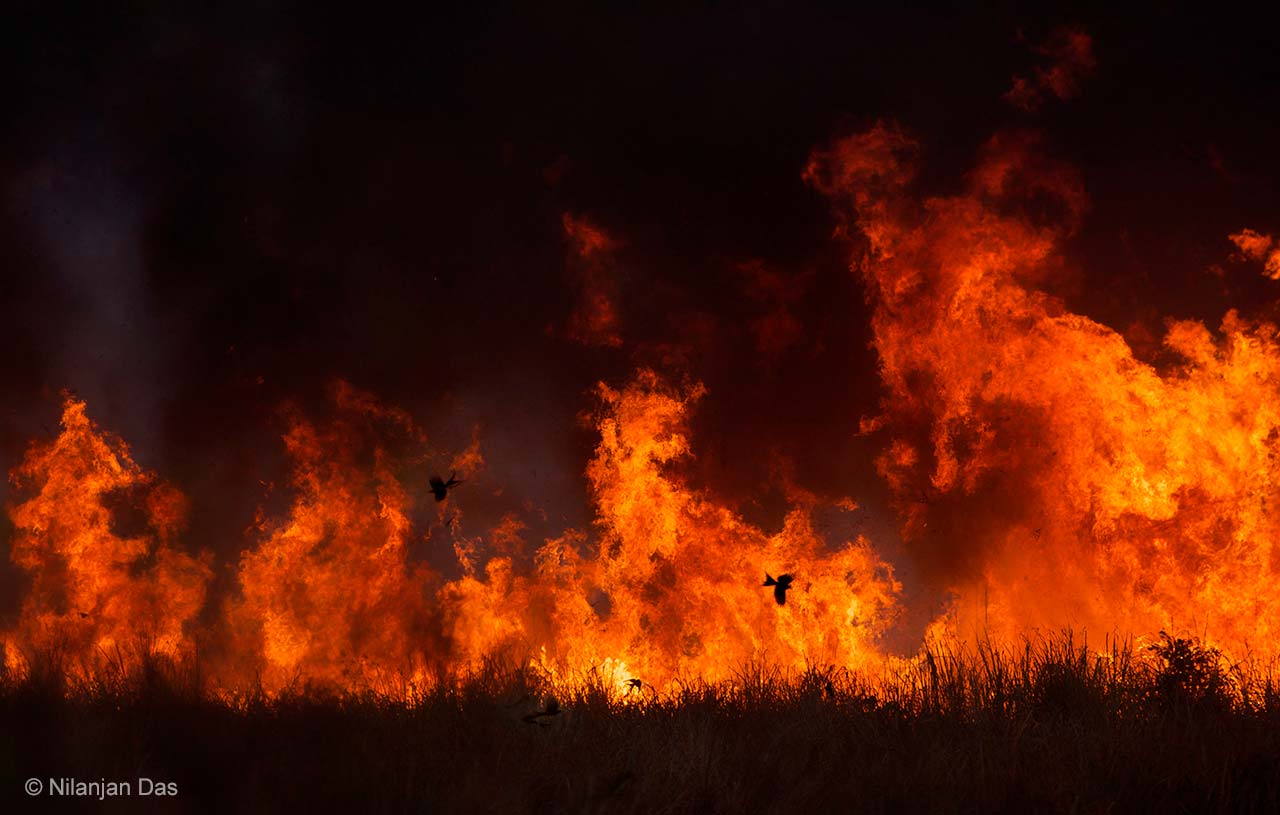 Fire flying
