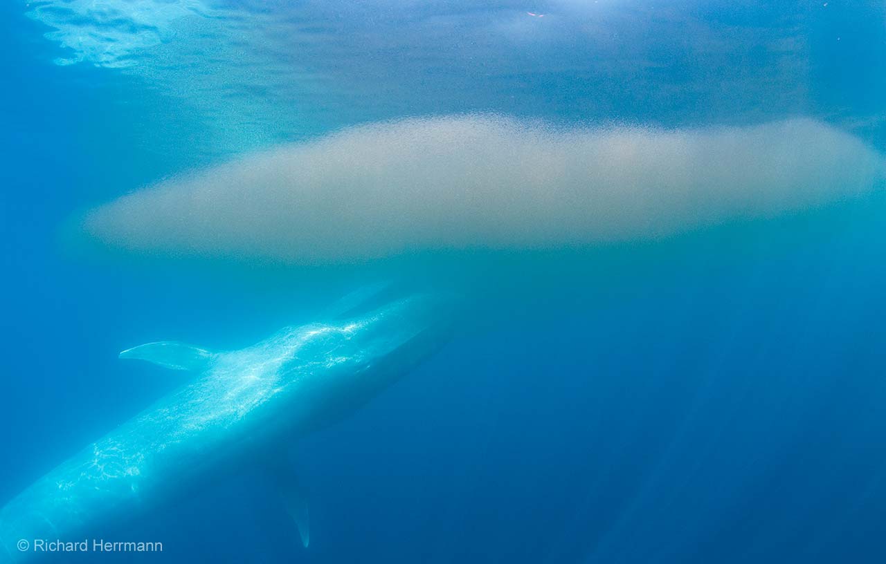 Big-blue mouthful