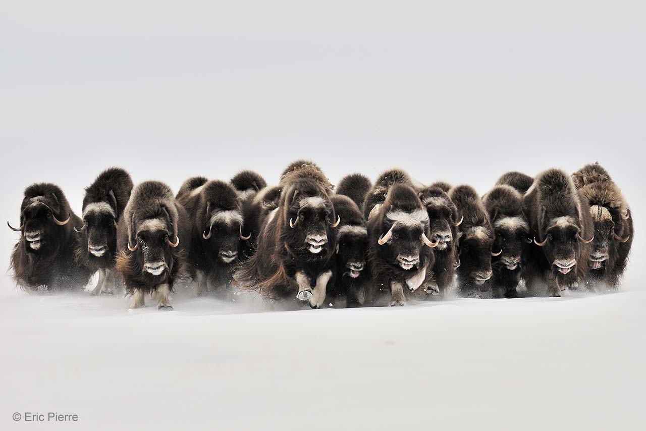 The charge