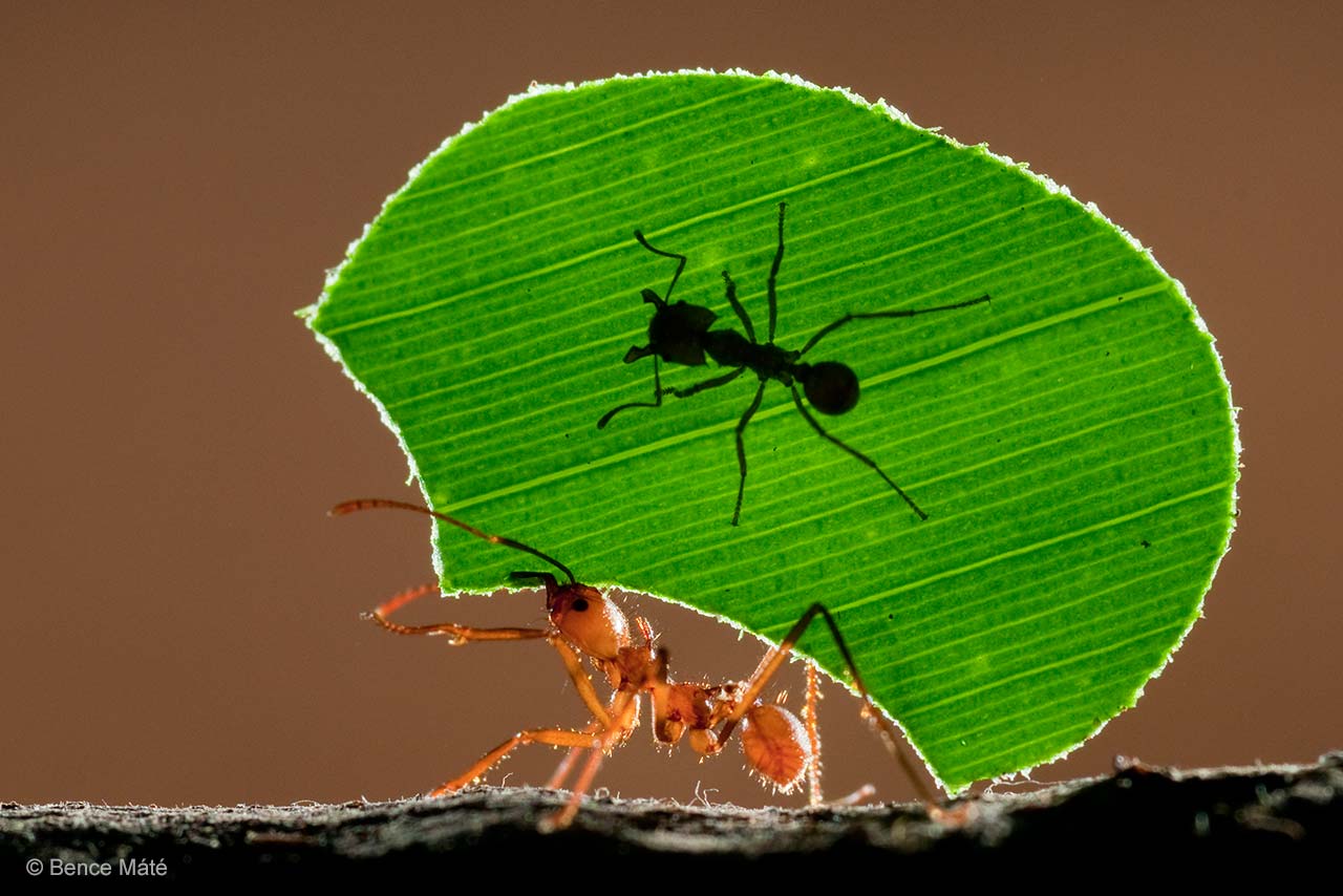 Ant rider