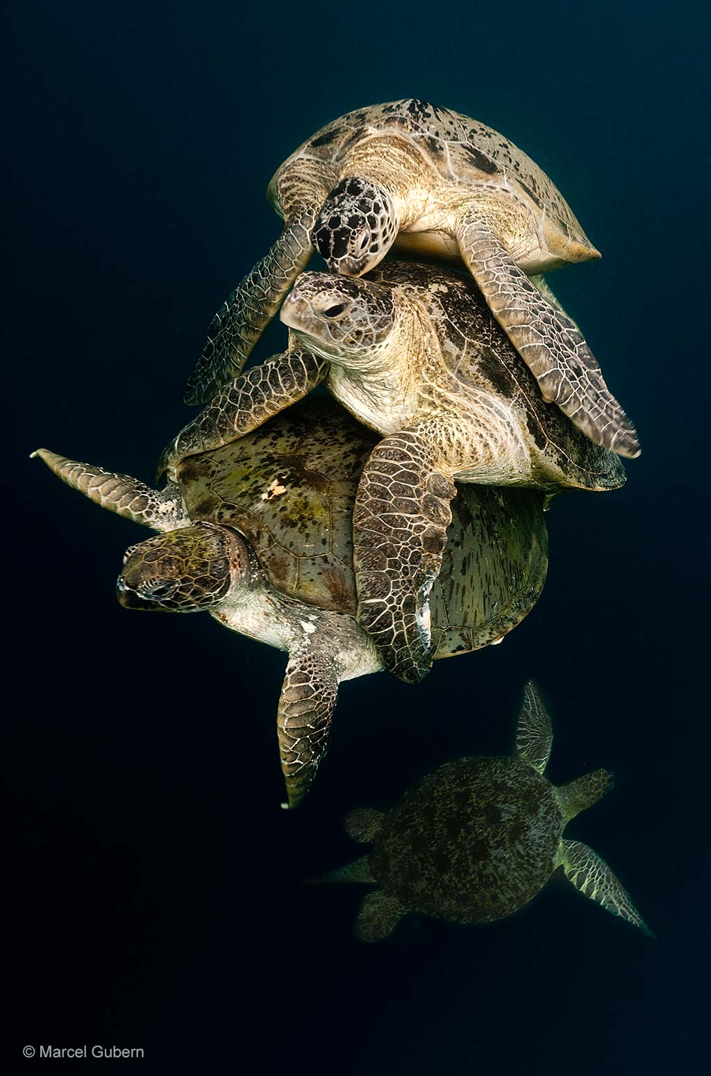A stack of suitors