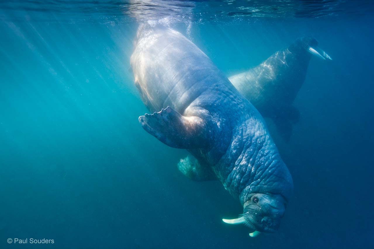 The grace of giants