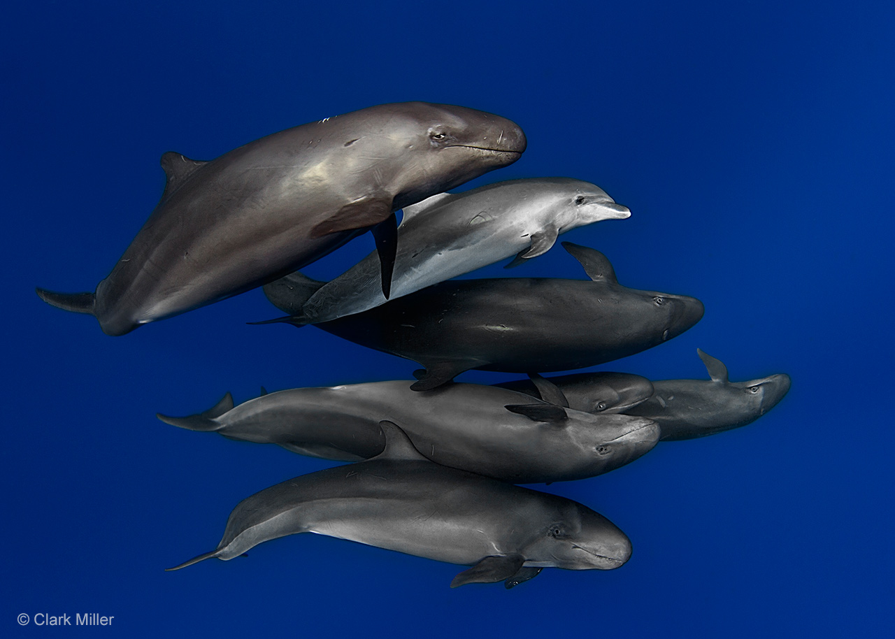 False killers, disguised dolphin