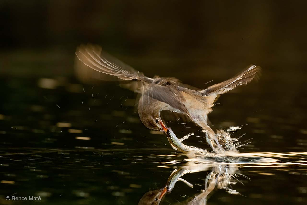 Great catch