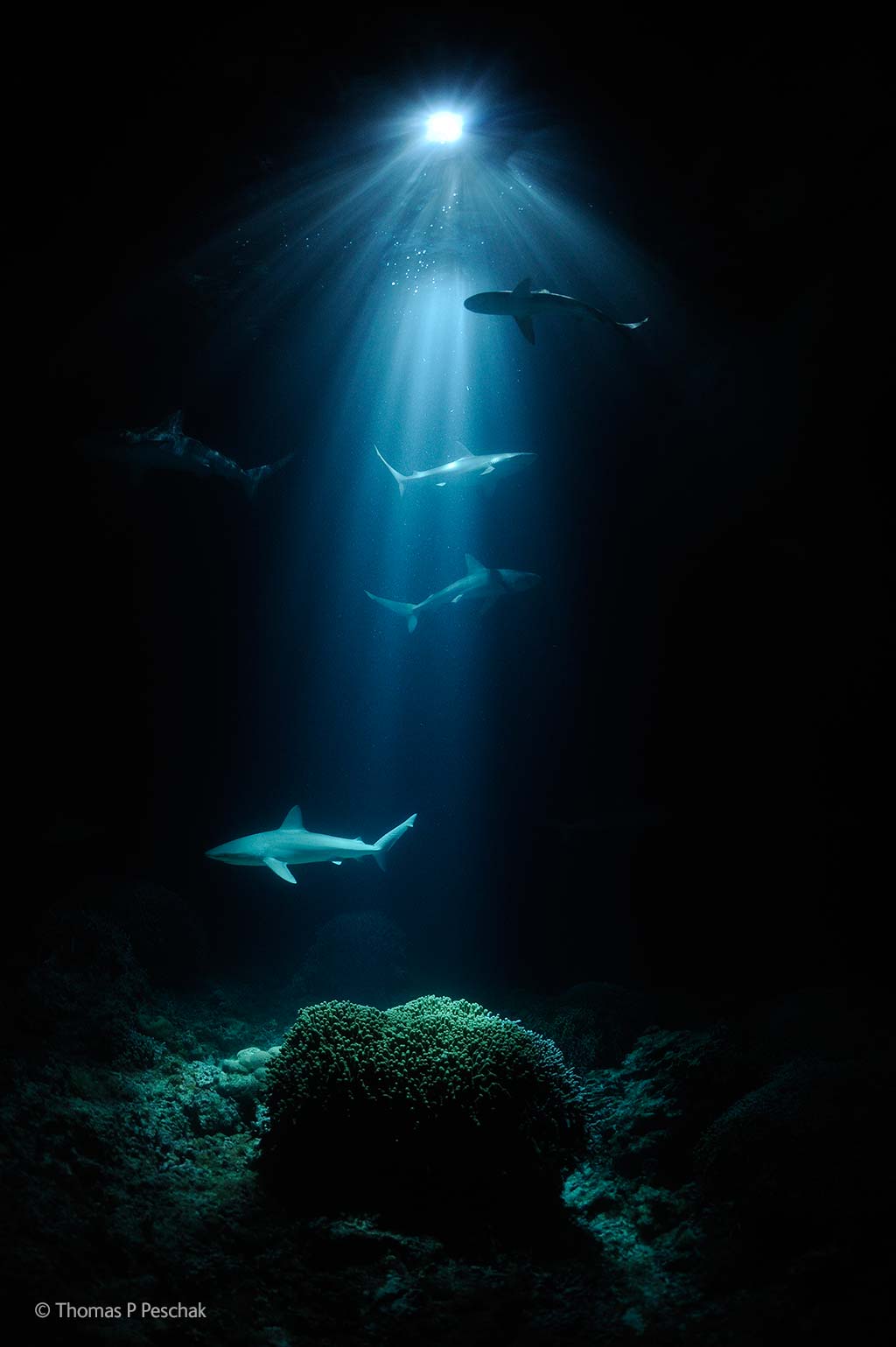 Night sharks