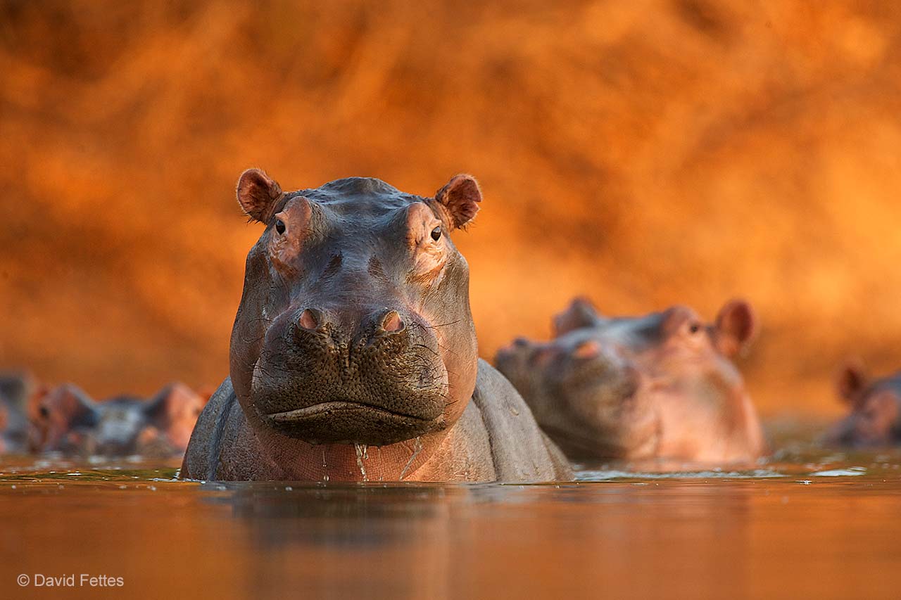Pool of hippos
