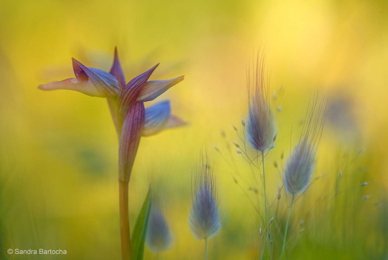 Tongue orchid and hare's-tail