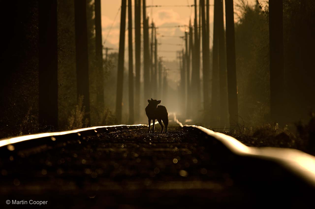 On the tracks of a coyote
