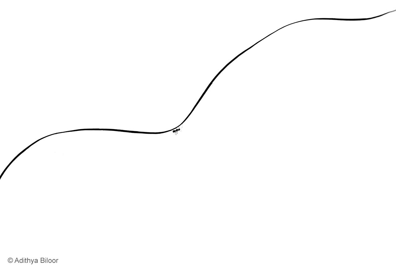 Ant line