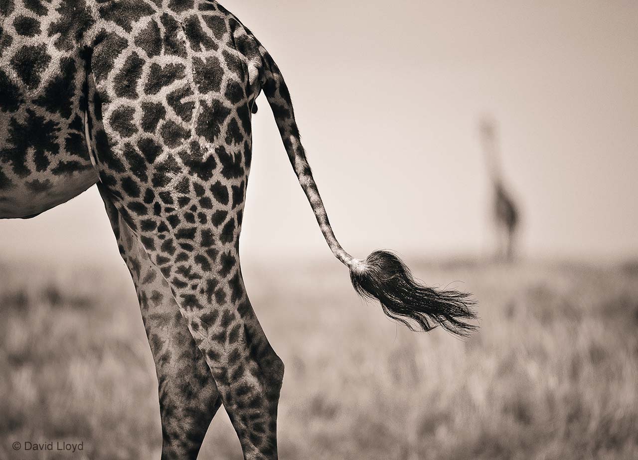 In the flick of a tail