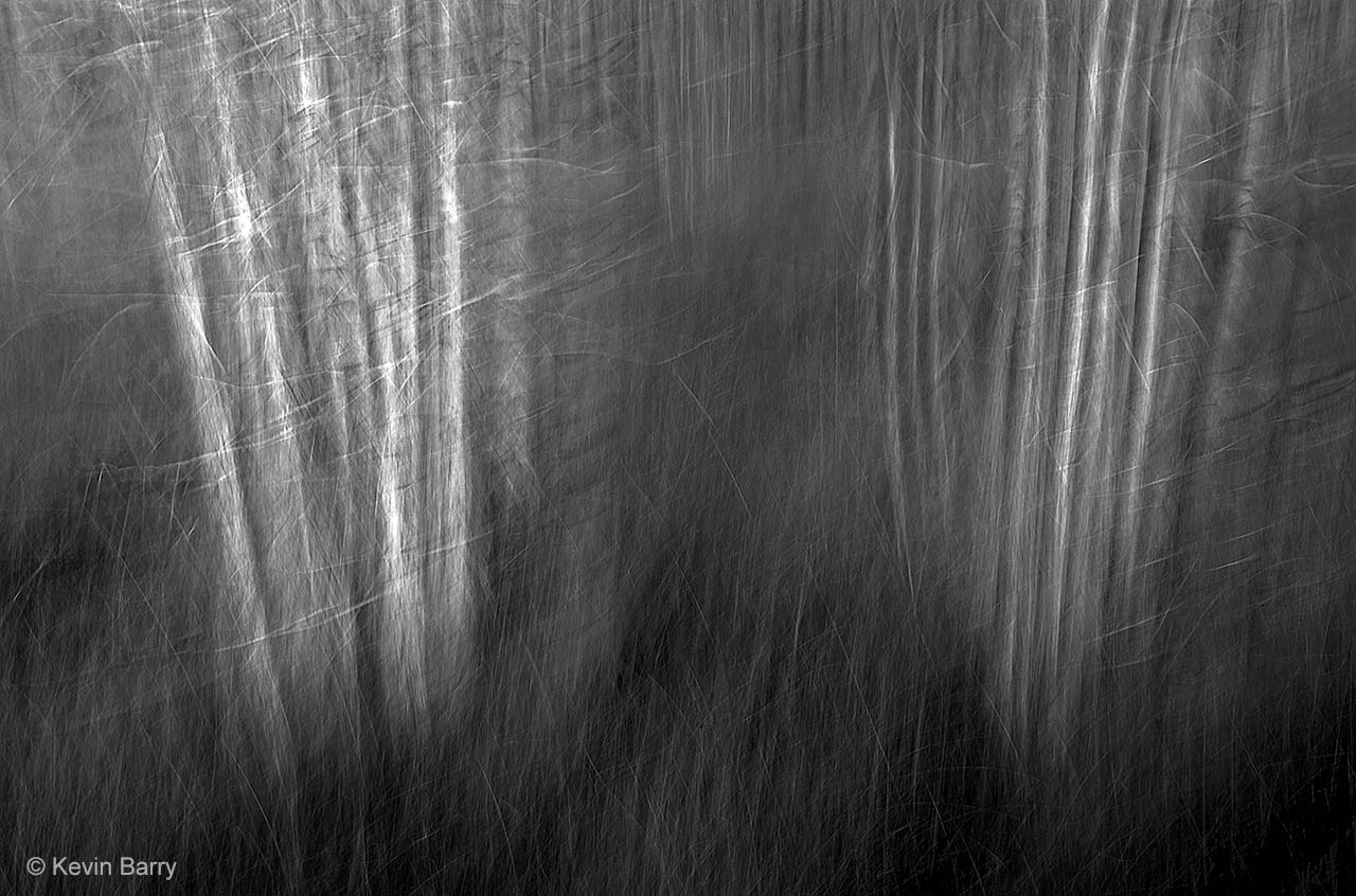 Dream trees