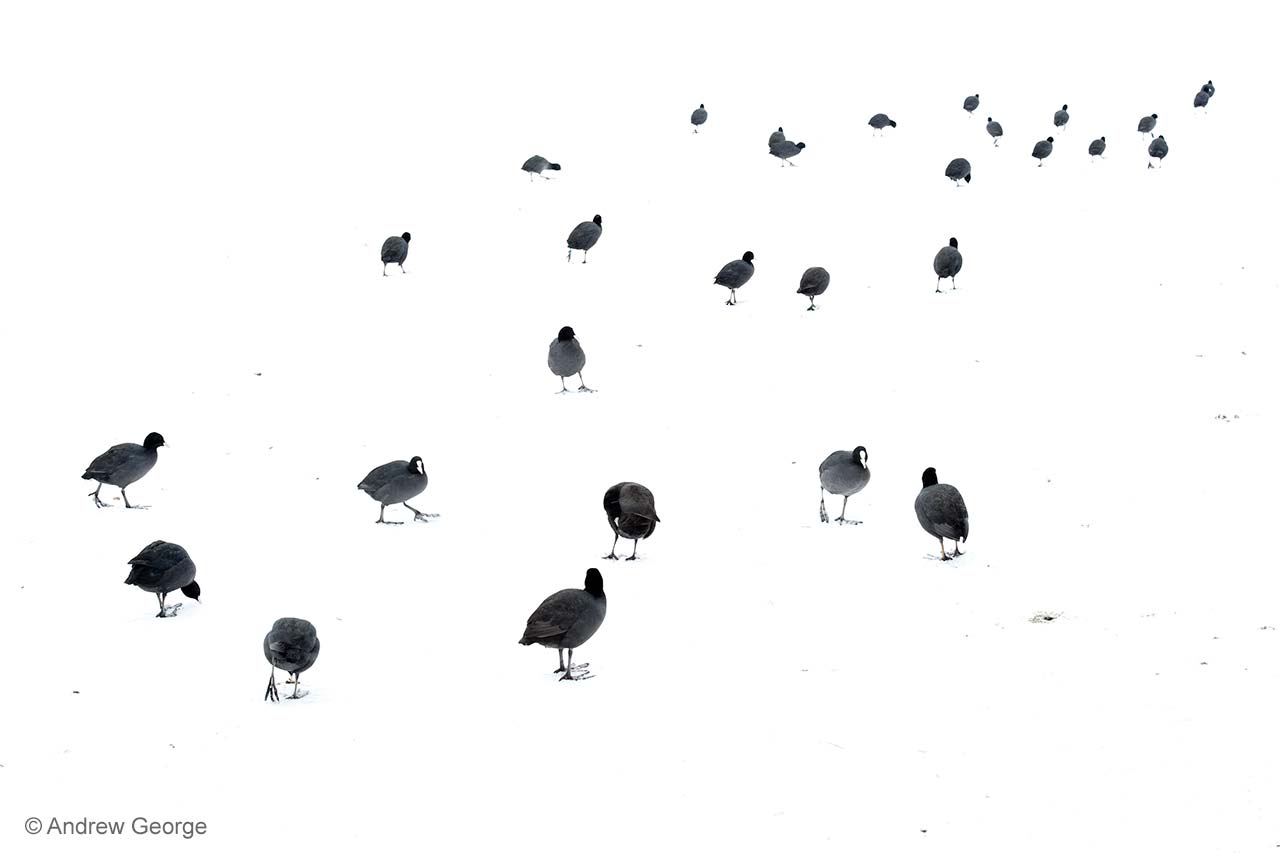 March of the coots
