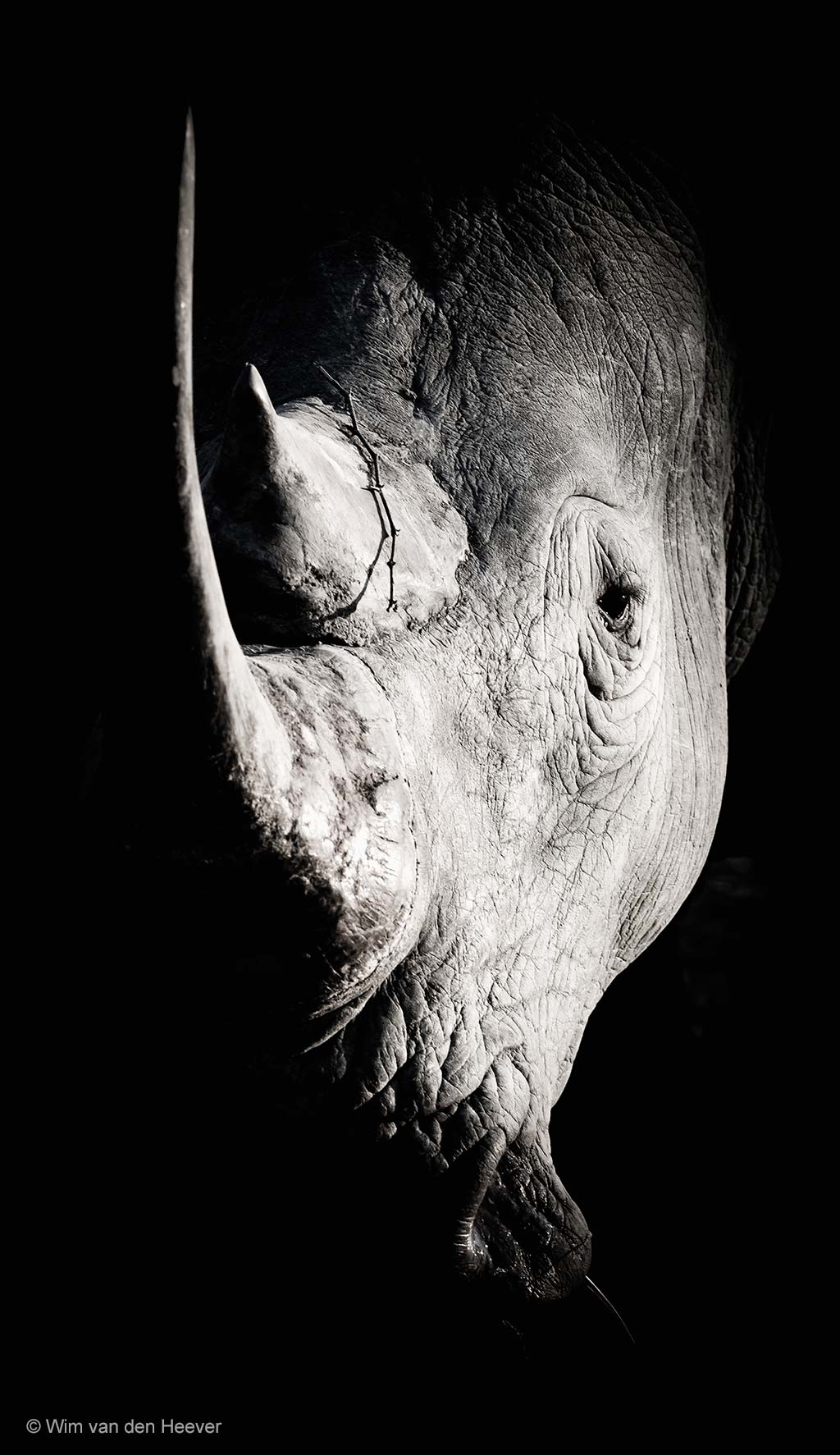 Rhino in charge