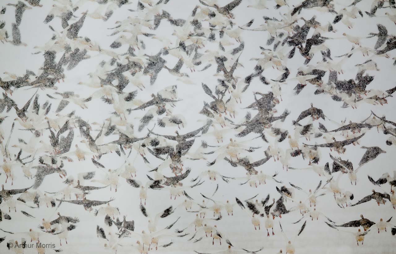 Snow and geese
