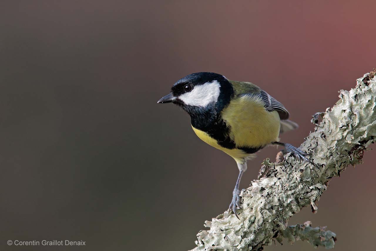 Great tit poised