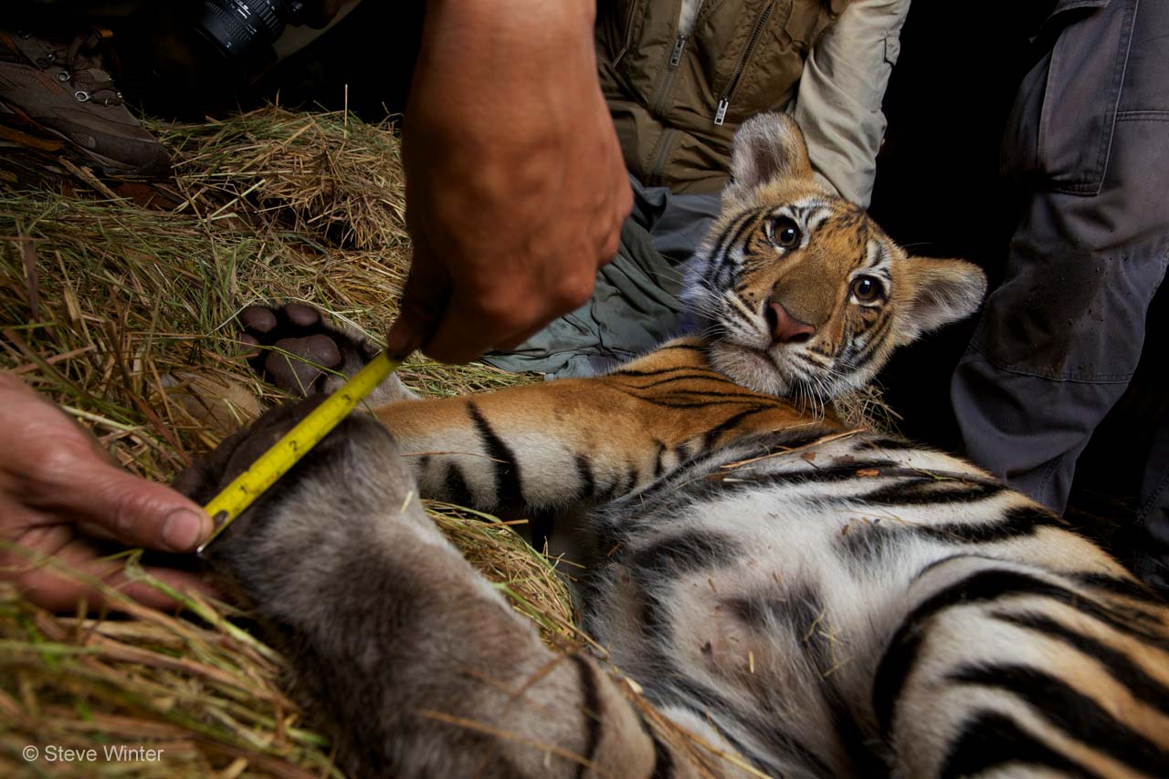 Little cub of hope