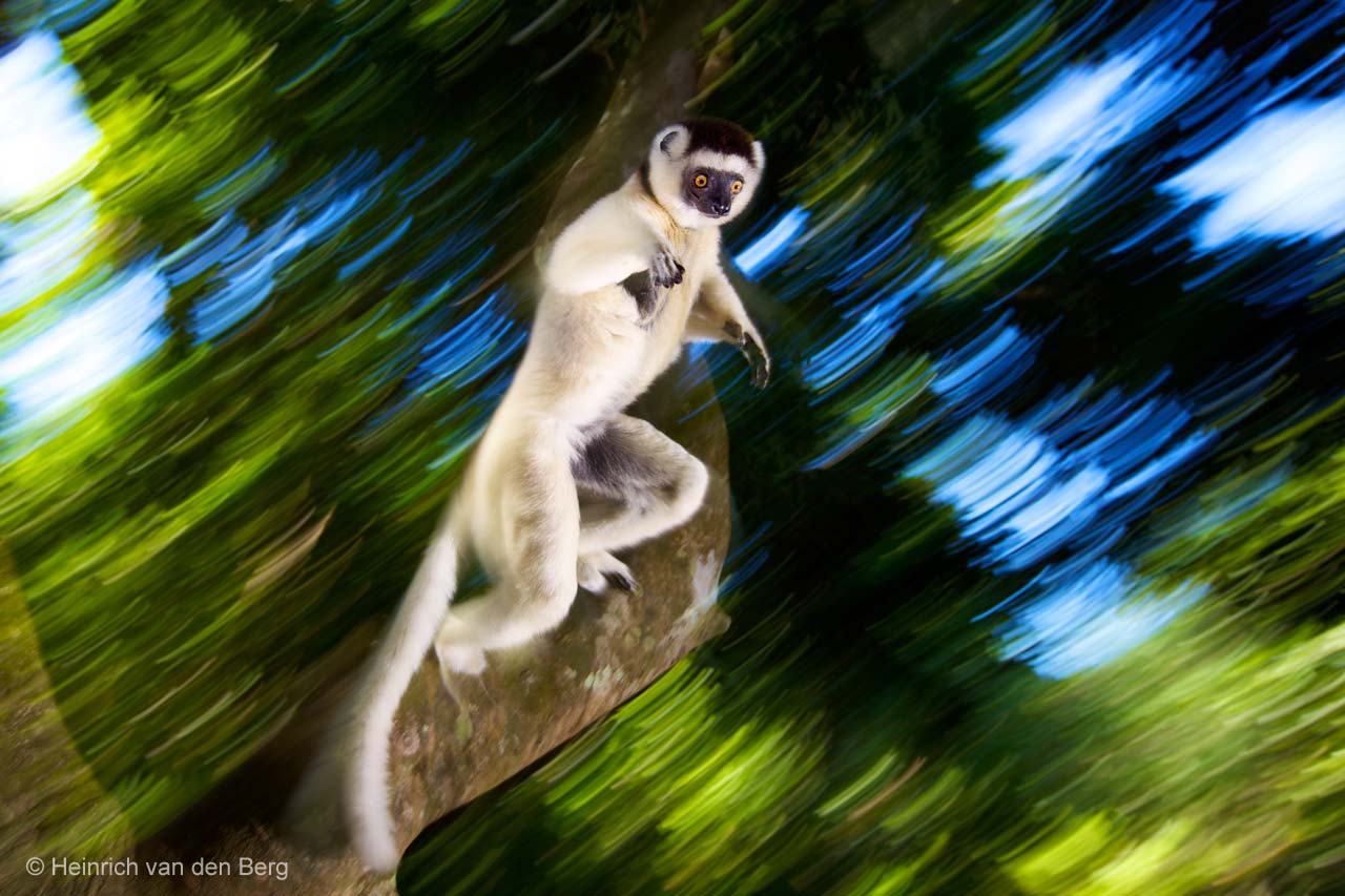 Leaping lemur