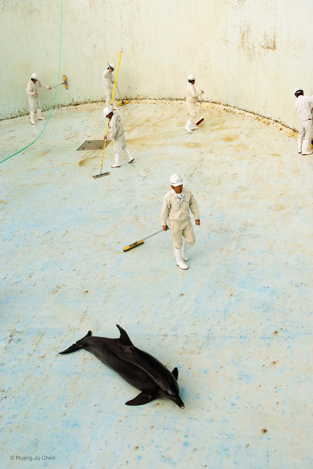 The dolphin show