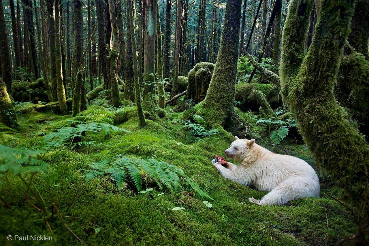 Spirit of the forest