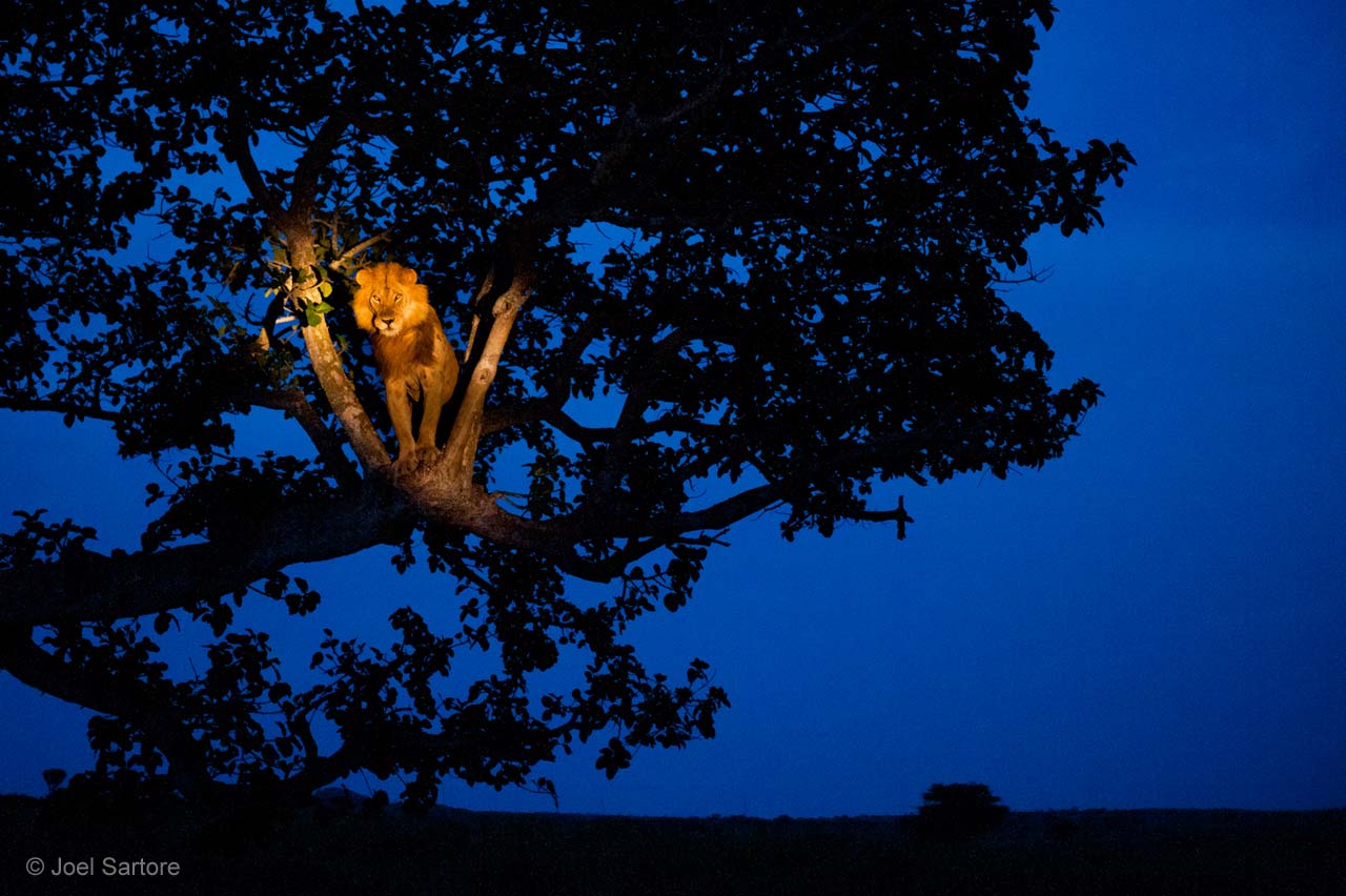 Lion in the spotlight