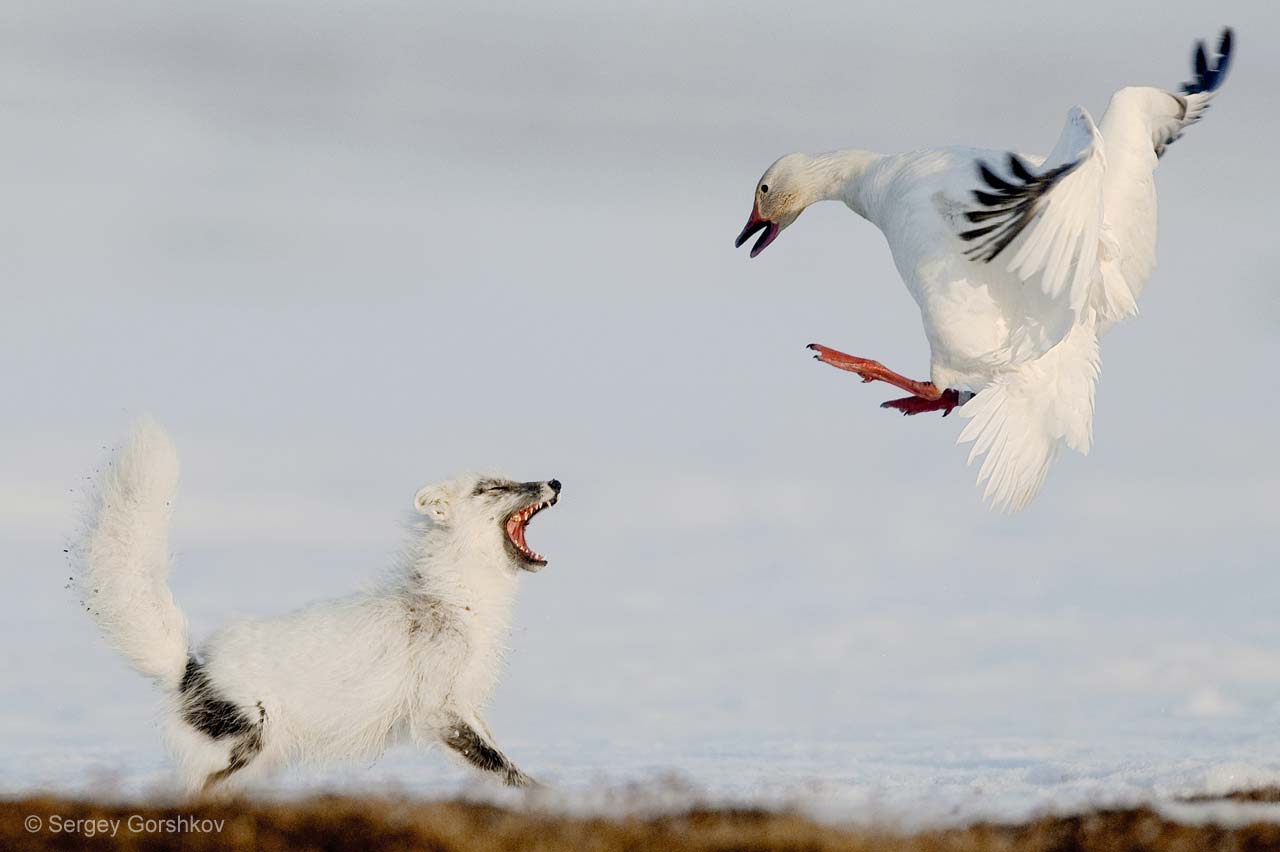 The duel