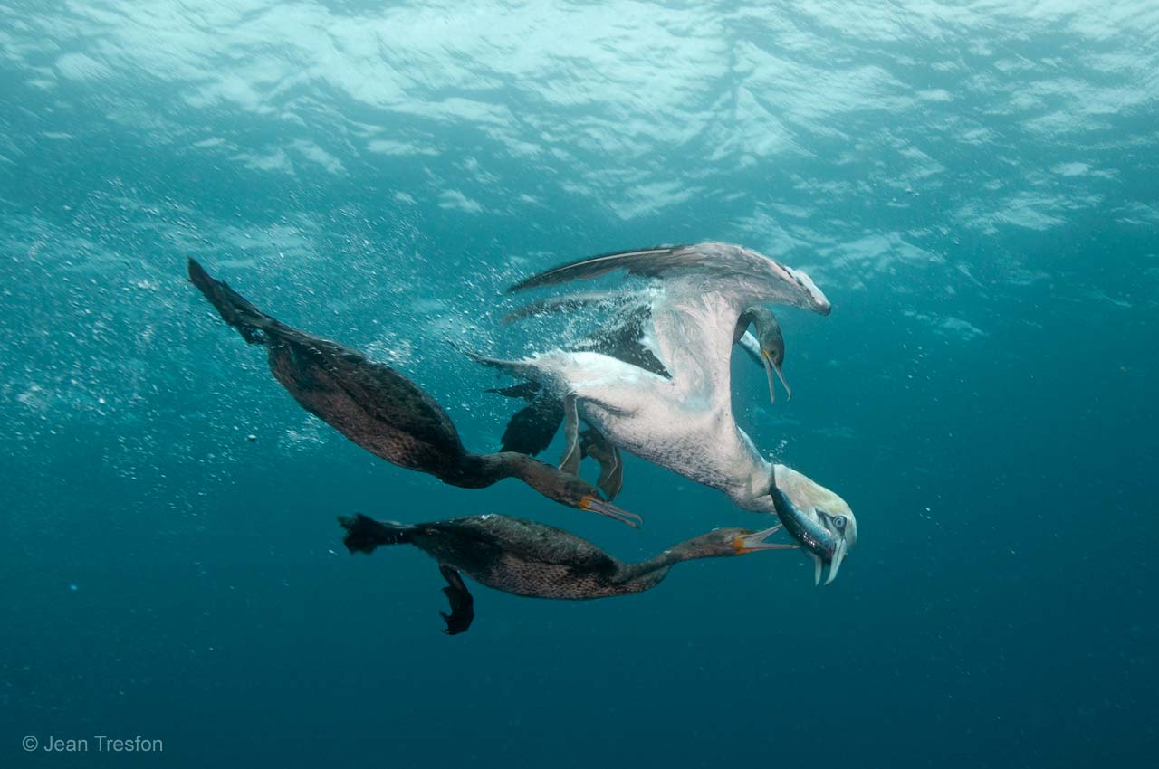 Dive robbers