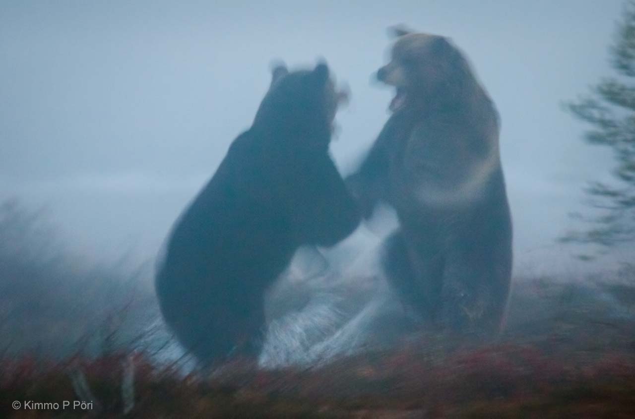Ghost bears