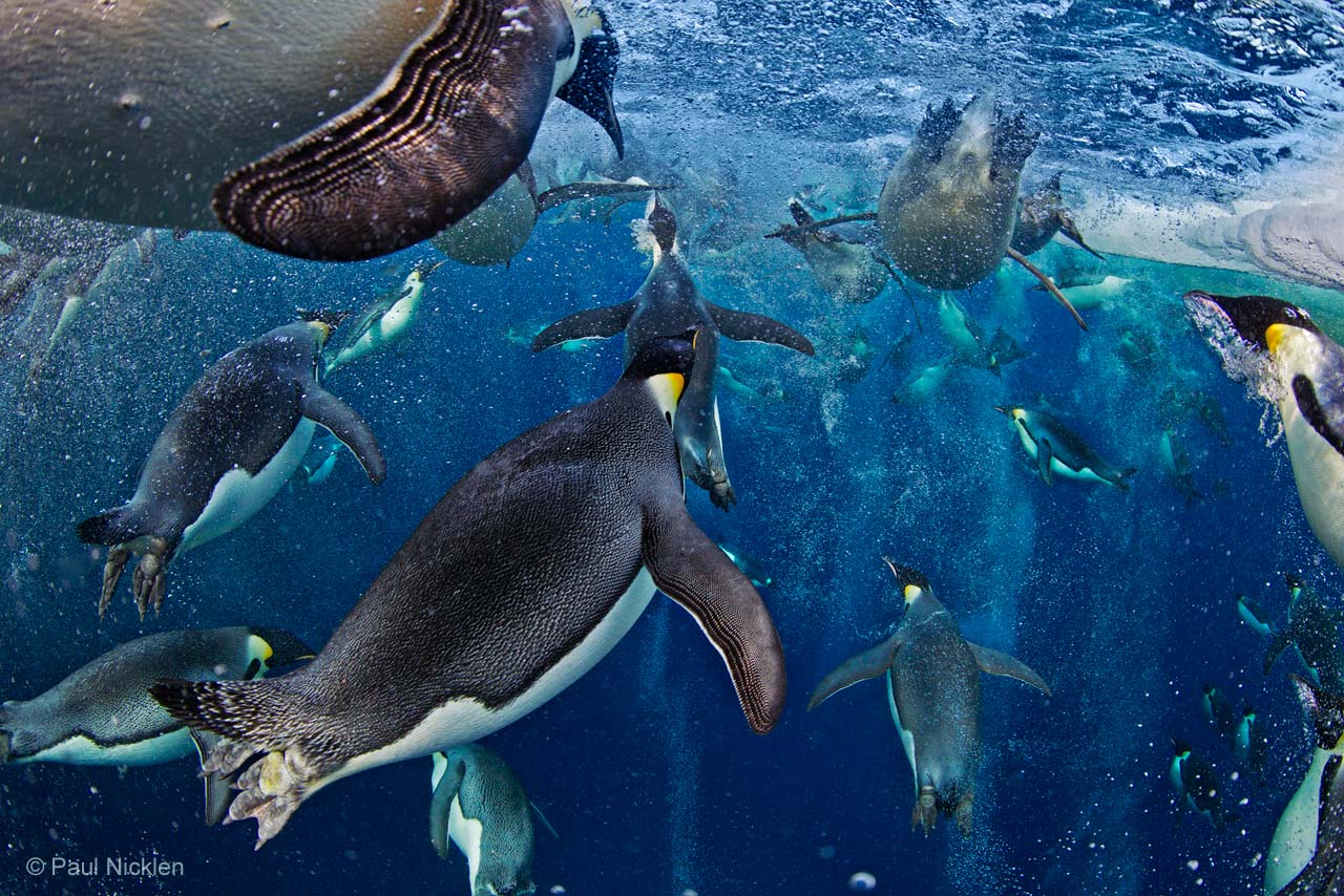Bubble-jetting emperors