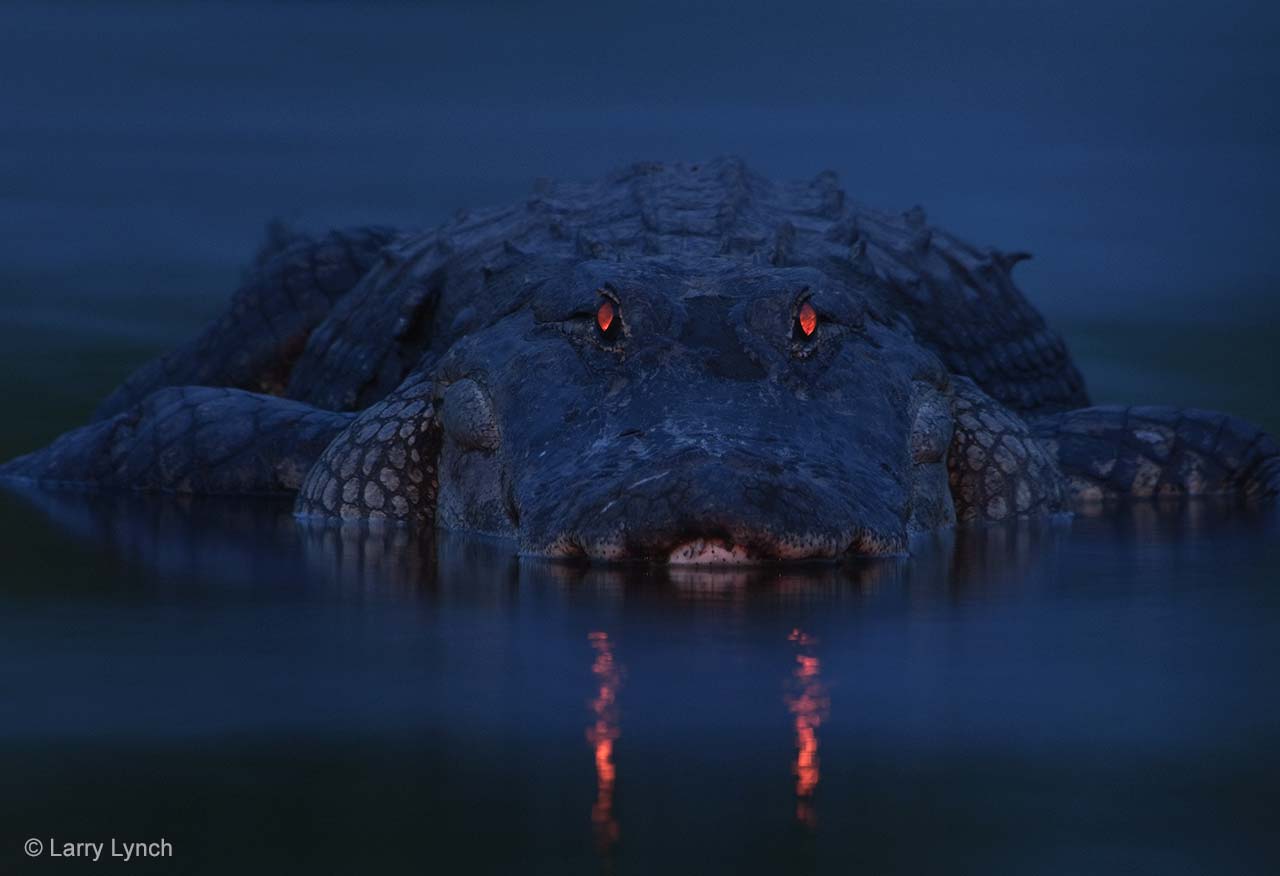 What Do Alligators Do at Night?