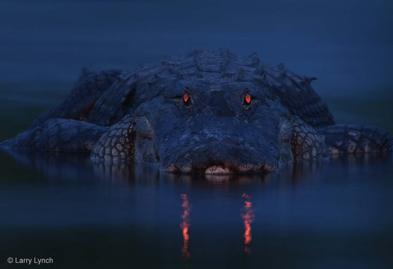Are Alligators Active at Night?