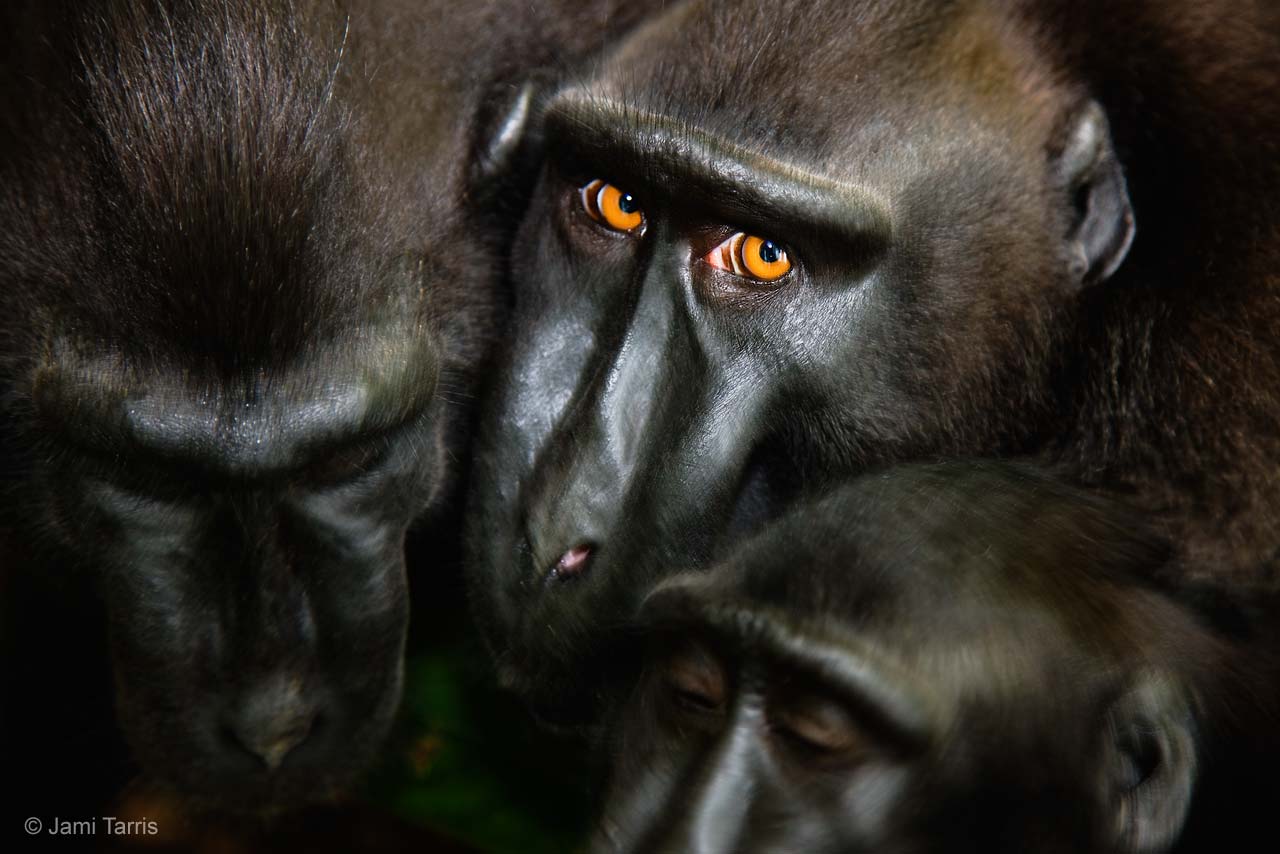 The glance