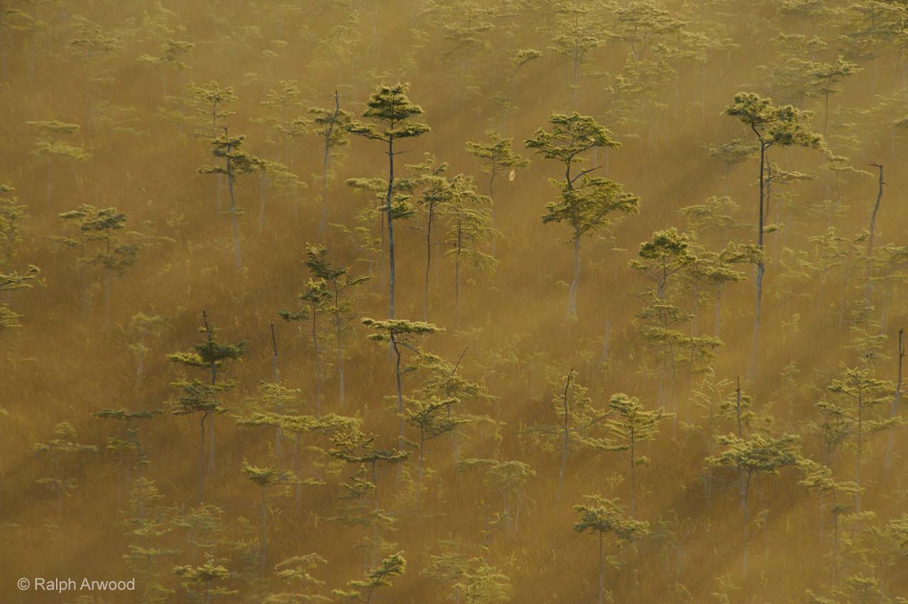 Cypress swamp in a golden dawn
